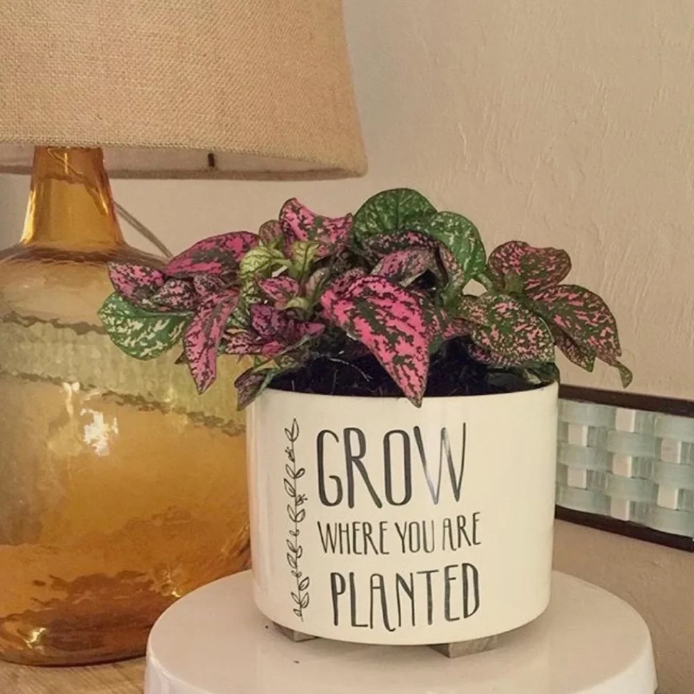 Target | Pot | Grow Where You Are Planted